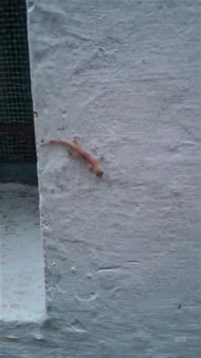 TinyLizardView#TinyReptile#LizardLife#ReptileWorld#MiniLizard#NatureCloseupNatureClip#WildCreature