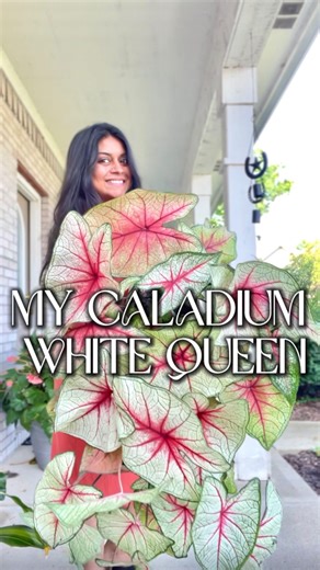 This is my third year growing caladiums from bulbs, and it’s still one of the most satisfying parts of my gardening season. I usually lose a corm or two to rot, but most thrive beautifully. They take their time to sprout, but once that first shoot appears, they explode with growth and get massive in no time.. I’ll store them over winter and replant in spring, hoping they make it through 🤞🏼 #caladiumwhitequeen # plantsplantsplants #boysandgirlswithplants #peoplewithplants #plantreels #caladium 