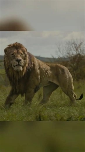 lion attack #lionattack #viralshorts #memes