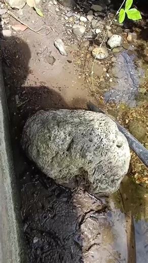 Salvando Peces en el Barro