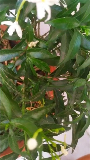 Pinwheelflower ||Crape Jasmine #crapejasmine#pinwheelflower