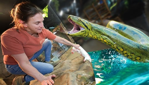 What feeding behavior reveals about the real danger of giant snakes