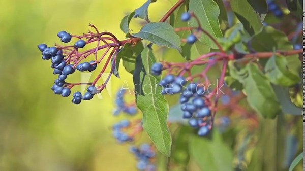 Viburnum tinus (laurustinus viburnum, laurestine) Stock Video