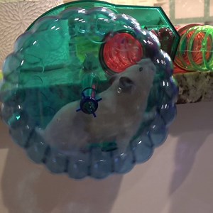 2M views · 7.9K reactions | Why Do Hamsters Love Running So Much?  | What's Inside? | Facebook