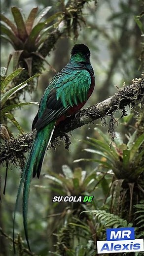 El Quetzal Resplandeciente: El Ave Más Hermosa de América ✨