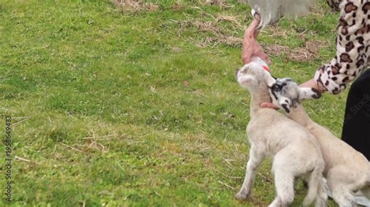 A pair of spotted lambs eagerly try to drink milk from a bottle held by a woman in a leopard print jacket.