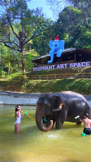 “Splashing around with the sweetest giant 🐘”#patongelephanthug #elephantthailand #thailand🇹🇭