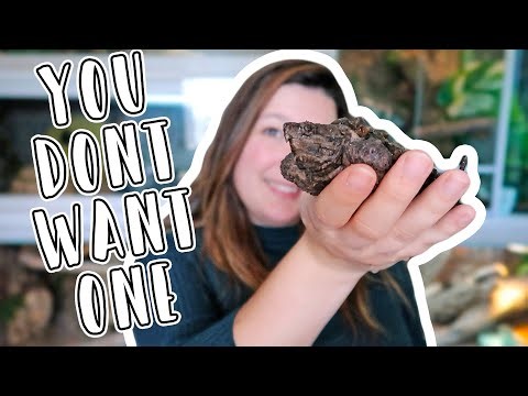 Should You Get an Alligator Snapping Turtle as a Pet?! // 5 Alligator Snapping Turtle Cons