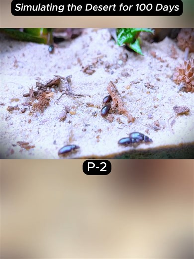Simulating the Desert for 100 Days