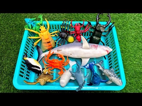 Ocean Adventures & Messy Insects:🐞🐬Amazing Facts About Sea Creatures and Bugs