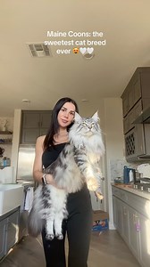 Pretty Romee 🤍 #mainecoon #mainecooncat #catsofinstagram #catlovers #mainecoonlovers #foryou #fyp | Wild Mane Mainecoons