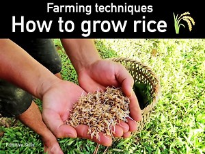 932K views · 8.4K reactions | Very nice work! Can't wait to see him eat his first bowl!  Credit: Primitive Skills YouTube.com/channel/UCs8DNFOxYen3kuj87aWKG9g | Bluntly | Facebook