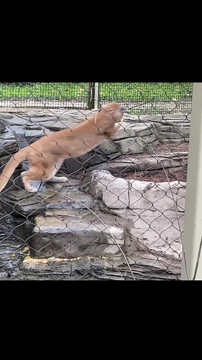 Amazing Puma Pouncing Skills at Louisville Zoo