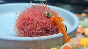 1.1M views · 1K shares | #werbung Stiphodon rutilaureus (Red and...