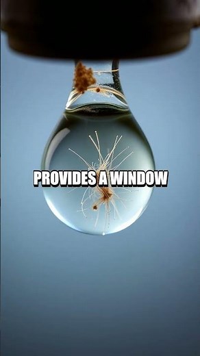 The Unseen World of DIY Microscopes