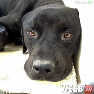 5.9K views · 319 reactions | ***CODE RED*** They gave him until 5pm...