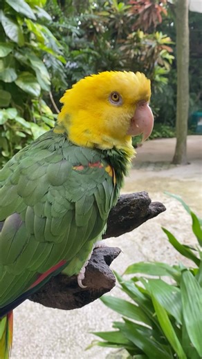 Cancún & Riviera Maya Interactive Zoo on Instagram: "¡Te presentamos a Lorenzo! 🦜💛 Nuestro encantador loro cabeza amarilla lleva más de 20 años con nosotros y es uno de los fascinantes habitantes de Croco Cun Zoo. Durante tu visita, podrás conocer su historia y descubrir su personalidad única. ¡Te esperamos para que vivas esta experiencia! #CrocoCunZoo #ConoceCuidaConserva"
