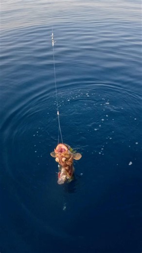Grouper Fishing #fishing