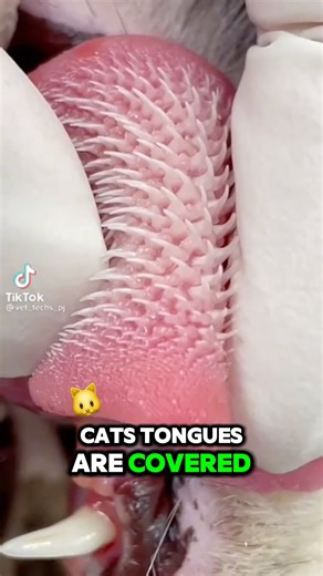 That’s a CAT’S TONGUE?! 😱🐱 | #shorts