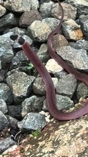 Ninia sebae snake, not venomous. Iriria Botanical Garden
