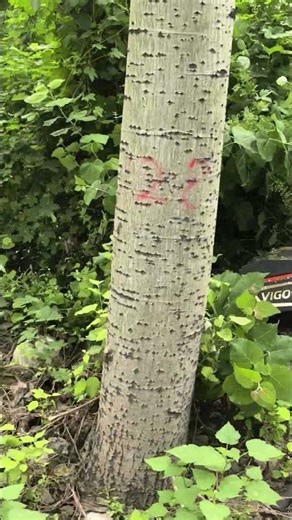 MTSK1000 Remote Control Forest Mulcher is clearing thick bushes with ease