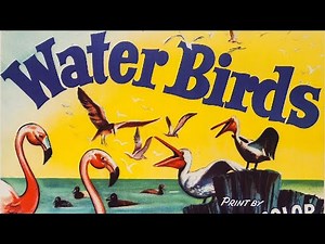 Water Birds 1952 Disney Nature Documentary Film | Winston Hibler | Ben Sharpsteen | Disney Review