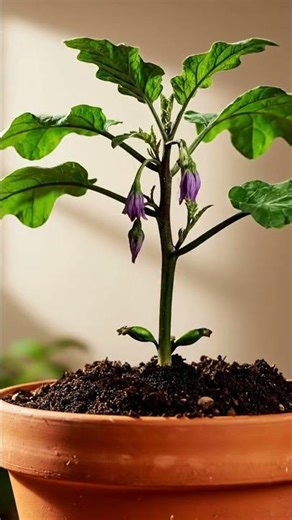 Growing Eggplant From Seed Time Lapse – 110 Days