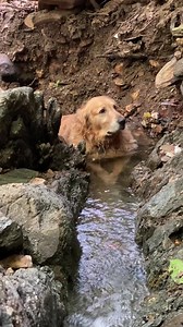 DIOS dame esa paz #dog | Doglover