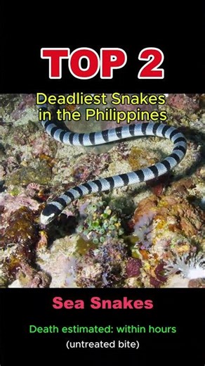 5 Deadliest Snakes in the Philippines