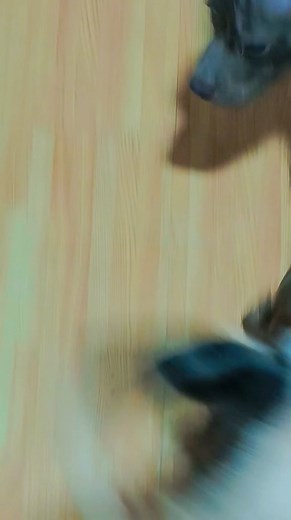 Play muna kami habang hindi niyo pa kami napipiling bilhin 🤭 4x dewormed 4x 7in1 2 females 2 males message lang po kayo sakin sa interested buyer/owner to be 🥳located po kami sa Commonwealth, Quezon City 🏙️ details are posted in my Facebook page 🤙:Jhoy De Vera Cosio #PABRPH #PABR #apbph #PocketBulliesPh #pocketbreeder | Jhoy Cosio Blanco