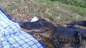 Gator-crash! Cheeky snapper ruins student's picnic in Florida