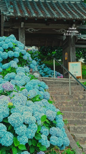 📍糸島のあじさい寺で、色とりどりの紫陽花に癒されてきました✨ 梅雨の晴れ間に、心がふわっと軽くなる景色に出会えたよ😊 季節の移ろいを感じながら、深呼吸したくなるひととき☁️🌿 みんなにもこの癒しが届きますように💠 #糸島 #あじさい寺 #紫陽花 #福岡県 Visited the Hydrangea Temple in Itoshima 💠 The garden was full of vibrant hydrangeas – so peaceful and beautiful✨ It felt like a little moment of magic during the rainy season in Japan 🌧️💐 Hope this short travel video brings a bit of calm and joy to your day too 😊 #Itoshima #HydrangeaTemple #HydrangeaSeason #RainySeasonVibes #KyushuTravel #FukuokaSpots #NatureEs