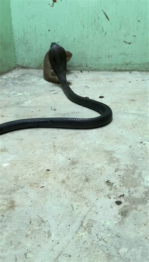 421K views · 1.4K reactions | Kingcobra vs Mongoose #kingcobra #mongoose #attack #snakes | Alonso Peterson | Facebook