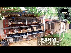 Rabbit Farm Update with New Experiment || Rabbit Farming in Ghana