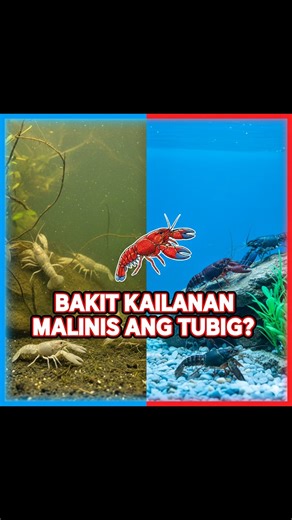 “Malinis na tubig = buhay ng crayfish. Simple tips, big impact. 🦞💧 #crayfish #crayfishjourney #crayfishfarmingphilippines #crayfishphilippines #crayfishbreeder #crayfishlovers #bossjmcrayfish #CrayfishGrow #AquacultureTips #CrayfishBreeding #FarmSmart #BackyardAquaculture #CrayfishLife #SortingCrayfish #AquacultureJourney #FishkeepingPH #crayfishlovers #CrayfishTipsPH | BOSS x DON