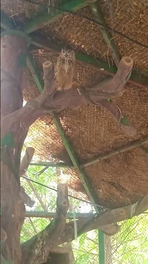 Amazing Owl 🦉 #shorts #birds #short