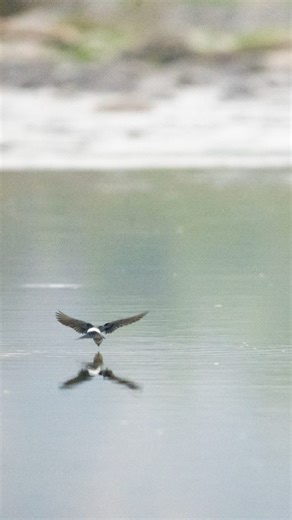 Nicolás Vilches 🪶 | Probablemente de más de 100 fotos, rescaté estas tres 😅 pero así como las golondrinas estresan al fotógrafo, también deleitan a quien... | Instagram