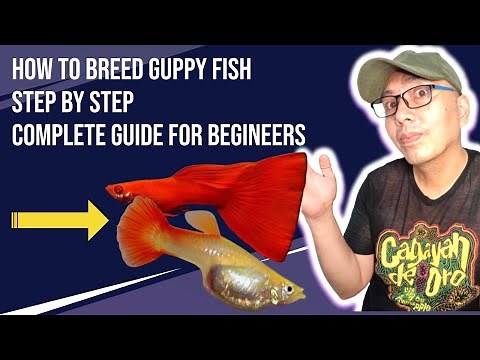 Guppy Fish Breeding: The Ultimate Beginner's Guide for Successful Breeding