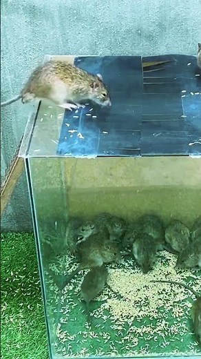 Best creative trap for catching mice alive #mouse #mousetrap #idea