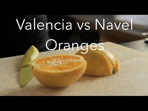Valencia Oranges vs Navel Oranges - The FruitGuys