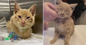 11K views · 6.5K reactions | Sweet Pigpen was left to suffer in a...