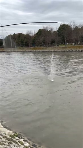 Experienced Fisherman Life Big Bream #NetCatching #Fishing