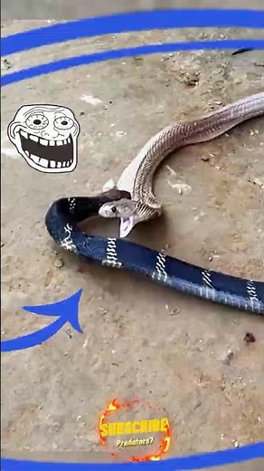 Cobra vs Cobra: Nature's Wrestling Match for Dominance