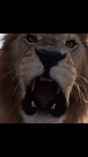 That lion’s roar was scary 💀