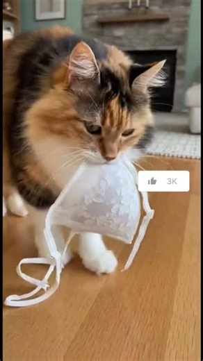 Fluffy Multicolor DLH Cat with a Lace Surprise