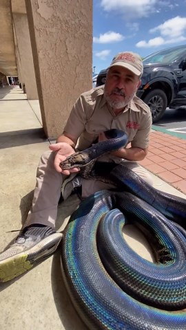 This reticulated python looks like living rainbow