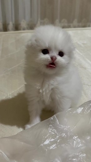 Сыночек Илоны🐣 Продаётся🤍💙