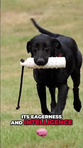 Labrador Retriever: Your Ultimate Guide to Loyal Companions #shorts