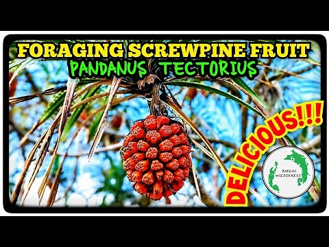 Foraging and Eating Screwpine Fruit (Pandanus Tectorius)