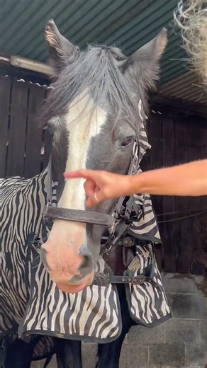 A Peaceful Goodbye to Sky #horse #rescue #rescuehorse